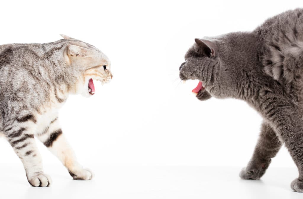 Deux chats agressifs qui s'attaquent. Il y a un chat gris foncé et un chat rayé gris clair sur un fond blanc. 