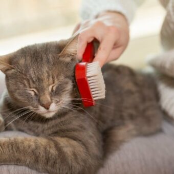 Toilette chat