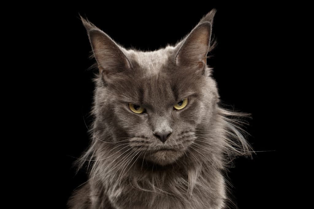 Un chat Maine Coon noir sur fond noir. Il a des yeux jaunes et un air énervé.