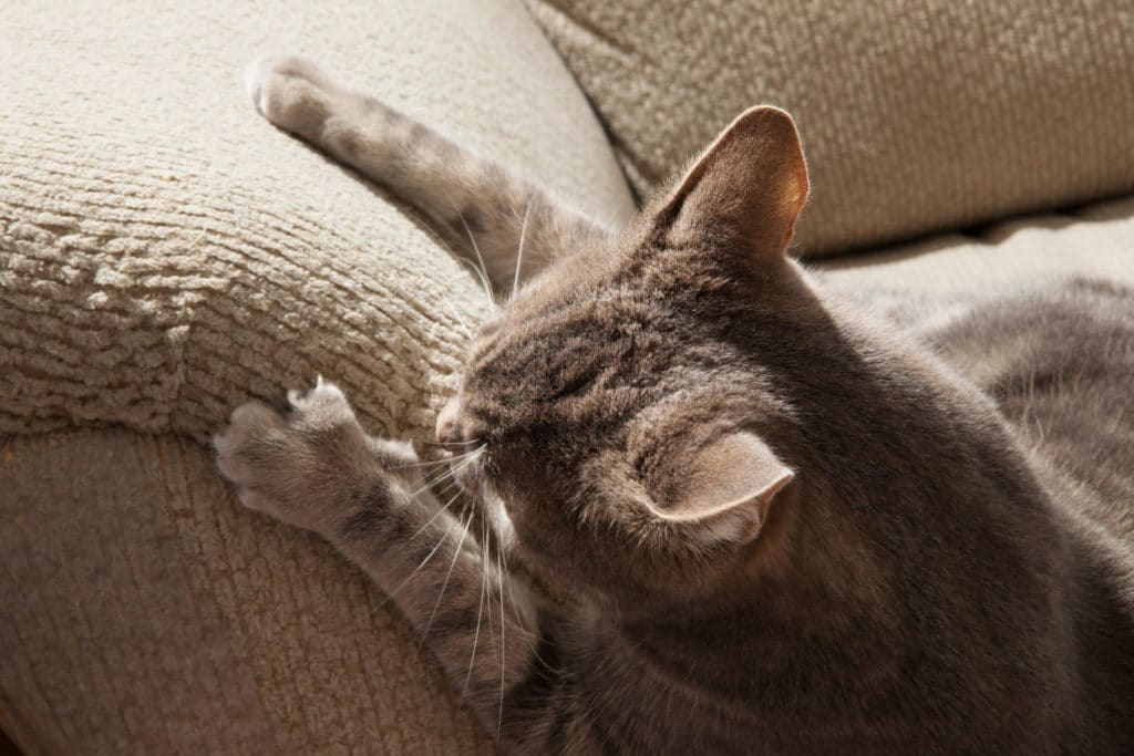 Un chat gris fais ses griffes sur un fauteuil beige.