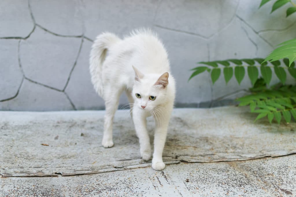 Un chat blanc effrayé aux poils et à la colonne hérissés sur un sol de pierre gris. Il y a un mur gris dans le fond et une plante verte