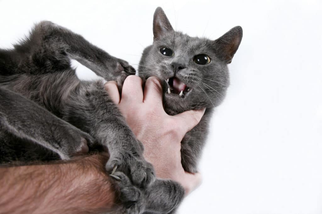 Un chat noir aux yeux noirs est énervé et est immobilisé par une main d'homme blanc sur un fond blanc