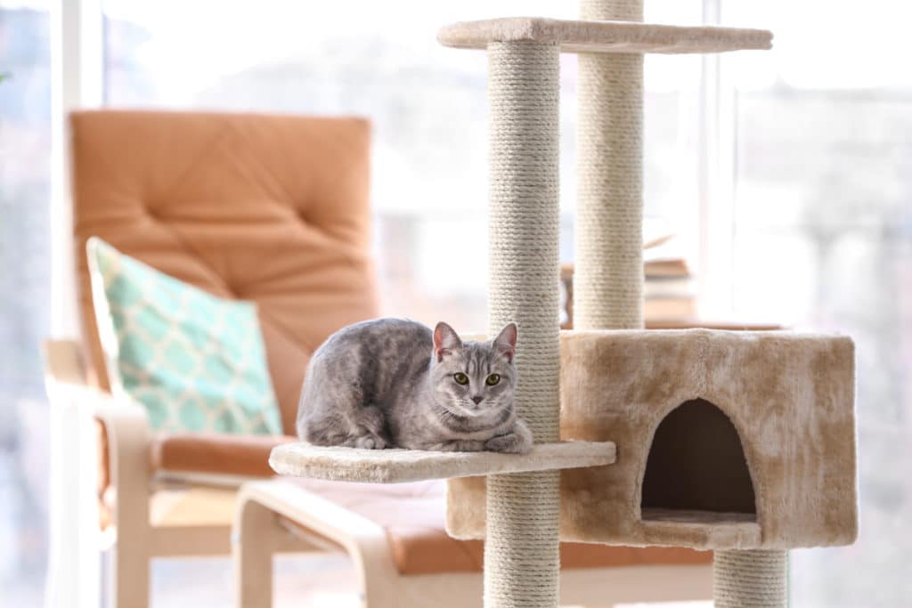 Un chat rayé gris installé sur un arbre a chat beige dans le salon d'une maison. il y a une chaise marron dans le fond.