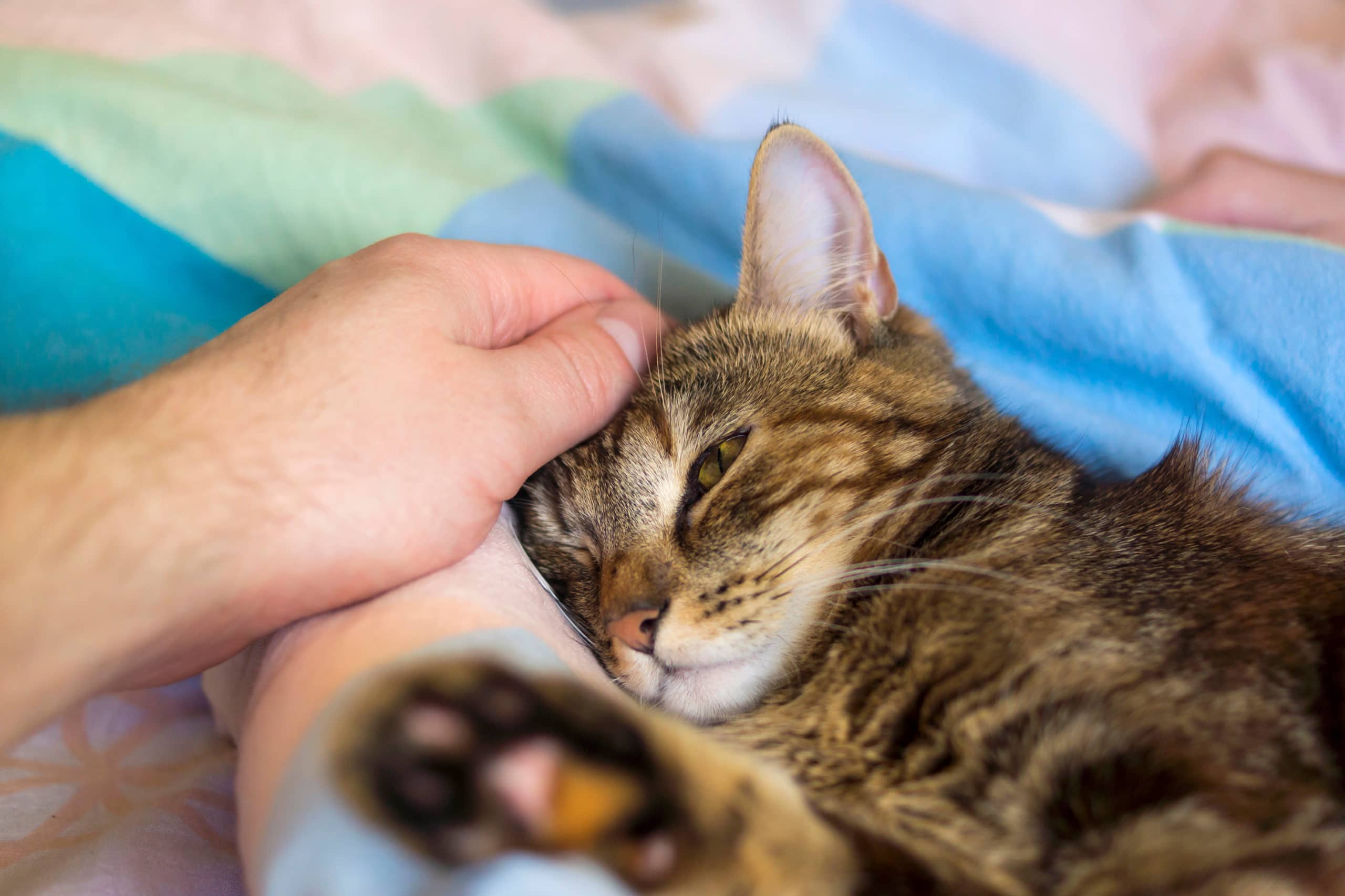 Un chat rayé orange et noir couché sur une couverture bleu et se fait caresser par une main d'homme blanc.