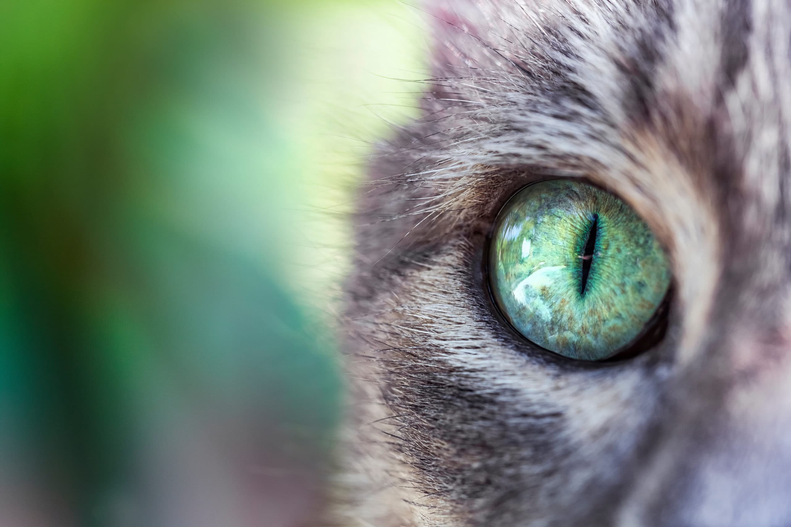 L'oeil vert clair d'un chat rayé gris sur un fond de nature verte