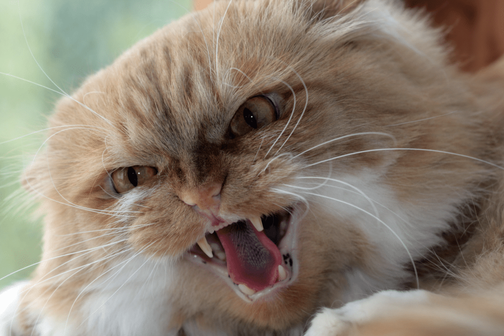 Un chat beige en colère qui feule et qui est prêt à attaquer.