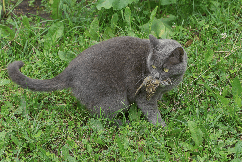 Un chat gris qui est en train de chasser et qui tient un oiseau dans son museau sur de l'herbe verte