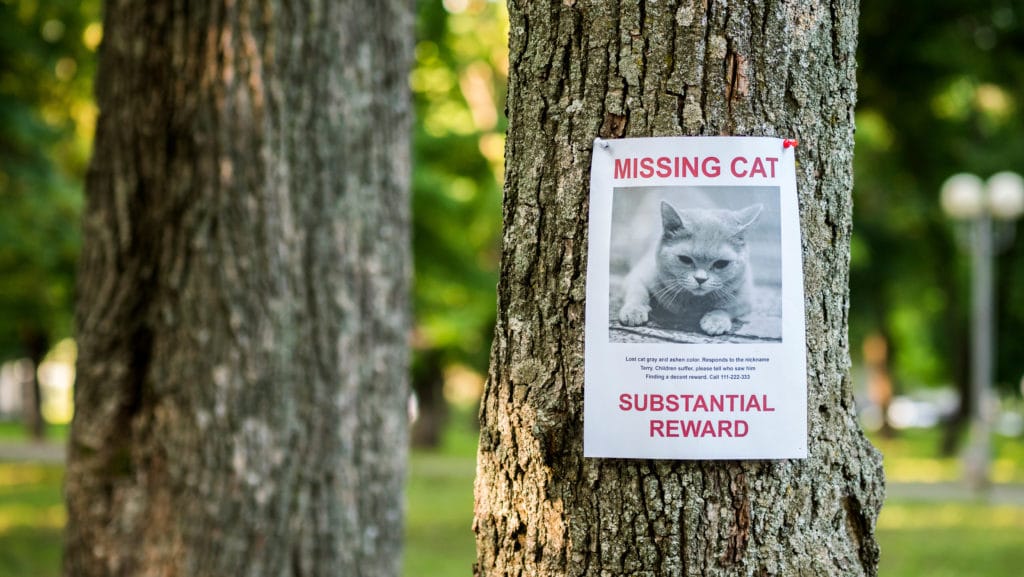 Une affiche épinglée sur un arbre dans un parc. L'affiche représente un chat gris avec un avis de chat disparu et une récompense à la clée