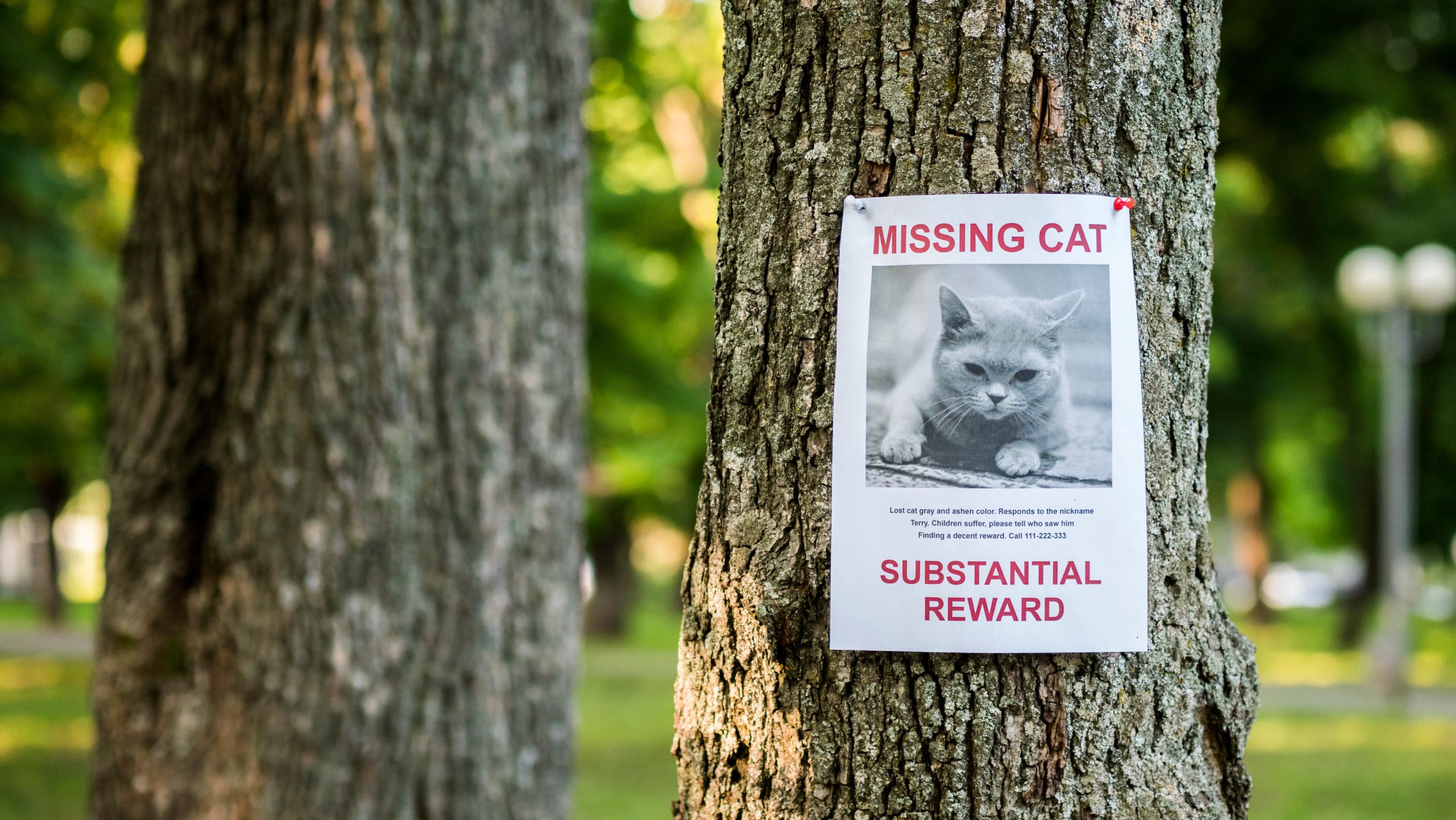 Comment retrouver un chat perdu?