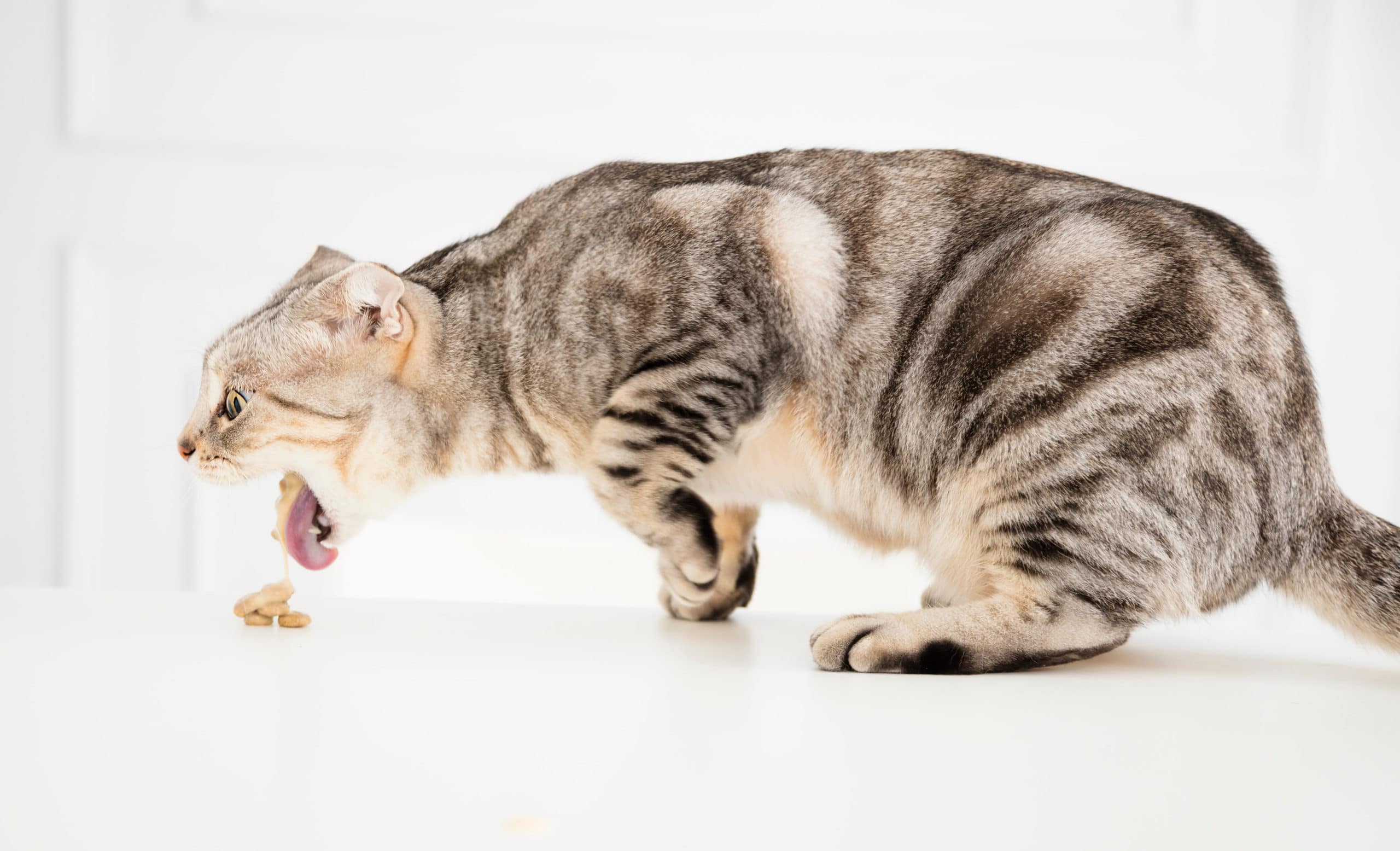 Comment soigner un chat qui vomit ?