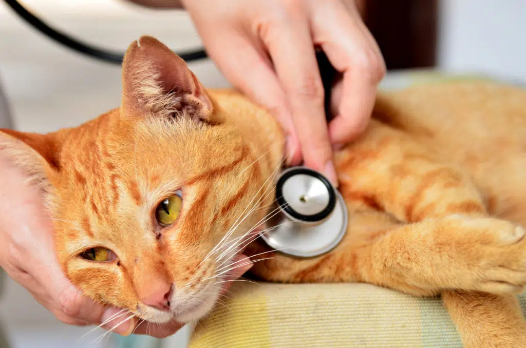 Un chat roux malade qui est ausculté par une vétérinaire à la peau blanche avec un stéthoscope gris.