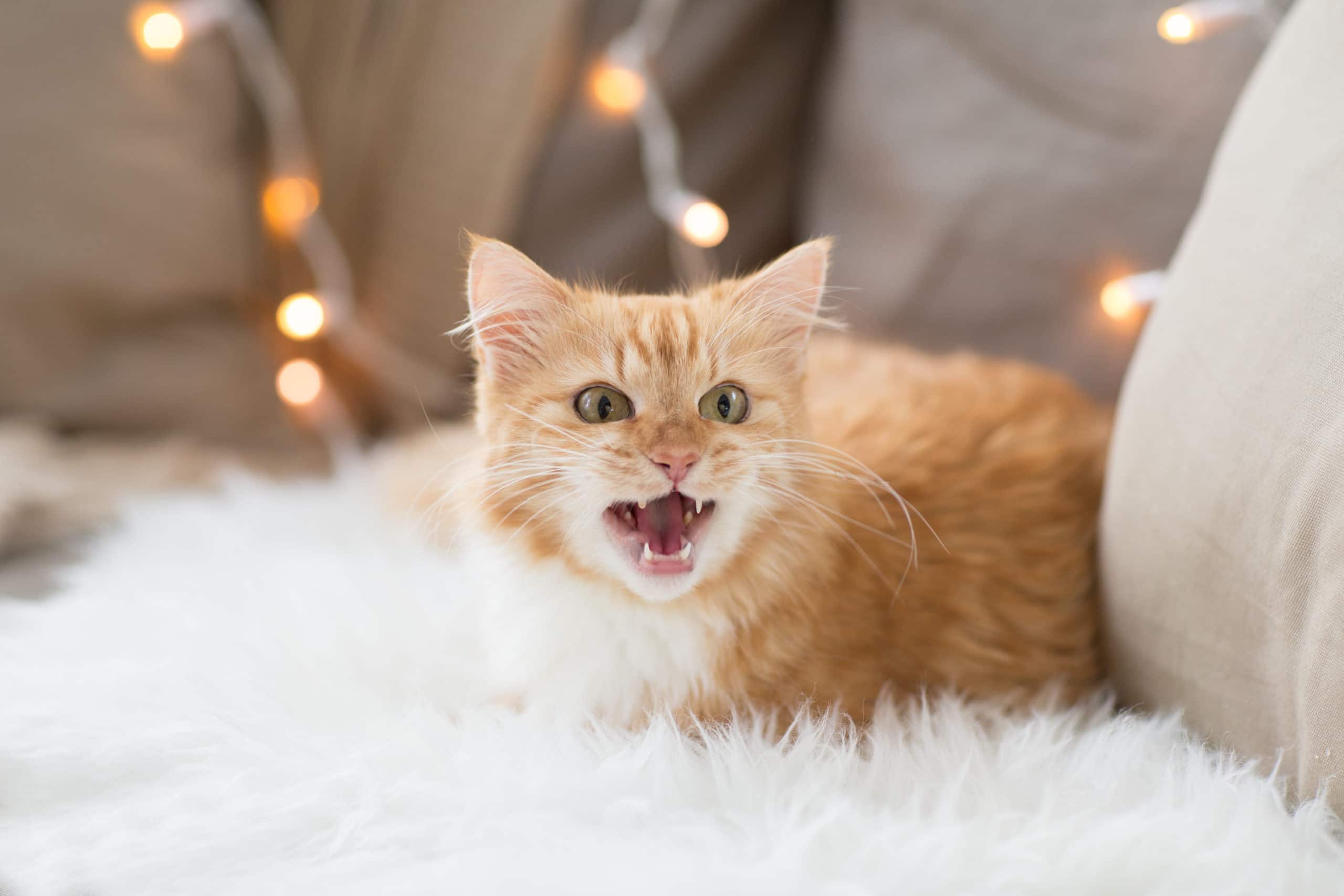 Chat qui miaule la nuit : que faire ?