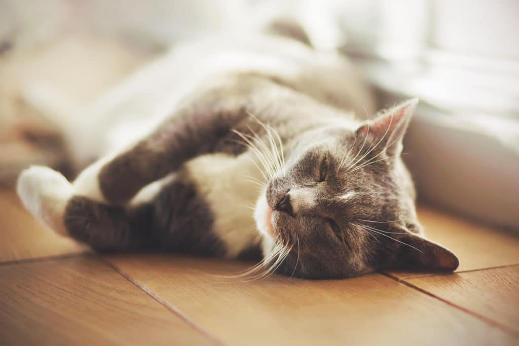 Un chat gris et blanc qui ronronne est couché sur le flanc sur un parquet marron et prend le soleil de manière détendue.