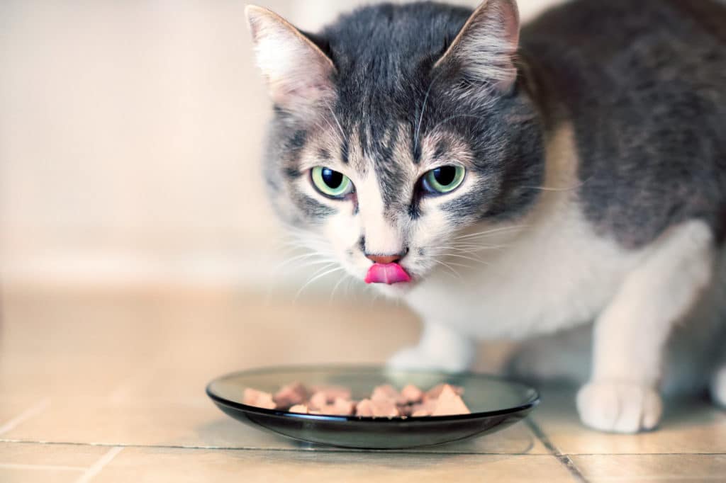 Un chat blanc et gris avec des yeux verts qui passe la langue devant une assiette avec de la patée pour chat.