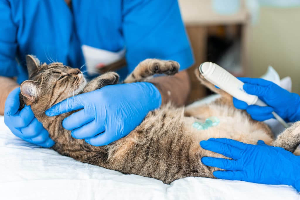 Une chatte rayée grise enceinte qui fait une échographie chez le vétérinaire et qui est auscultée par deux humains avec des gants bleus.