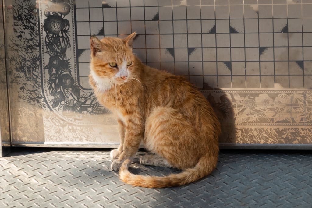 Un chat rayé roux est posé à l'ombre. Il a l'air malade et bave beaucoup. Il est posé devant une porte en fer avec des fleurs en dessin