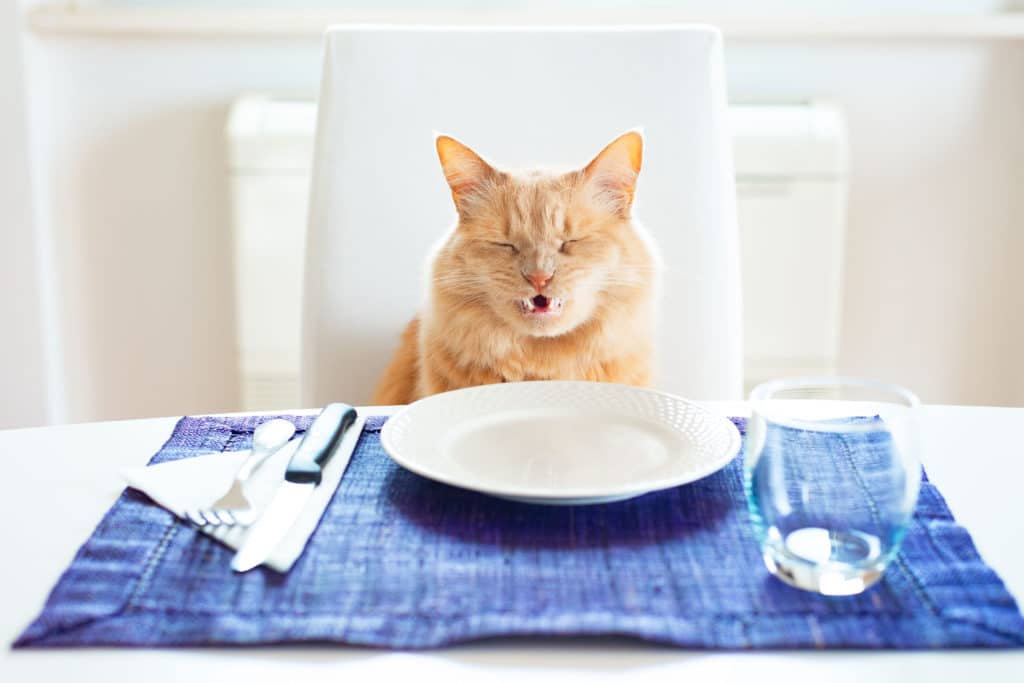 Un chat roux assis sur une chaise blanche devant une table dressée avec une assiette, un verre et des couverts. Le chat a l'air de ne pas avoir envie de manger.