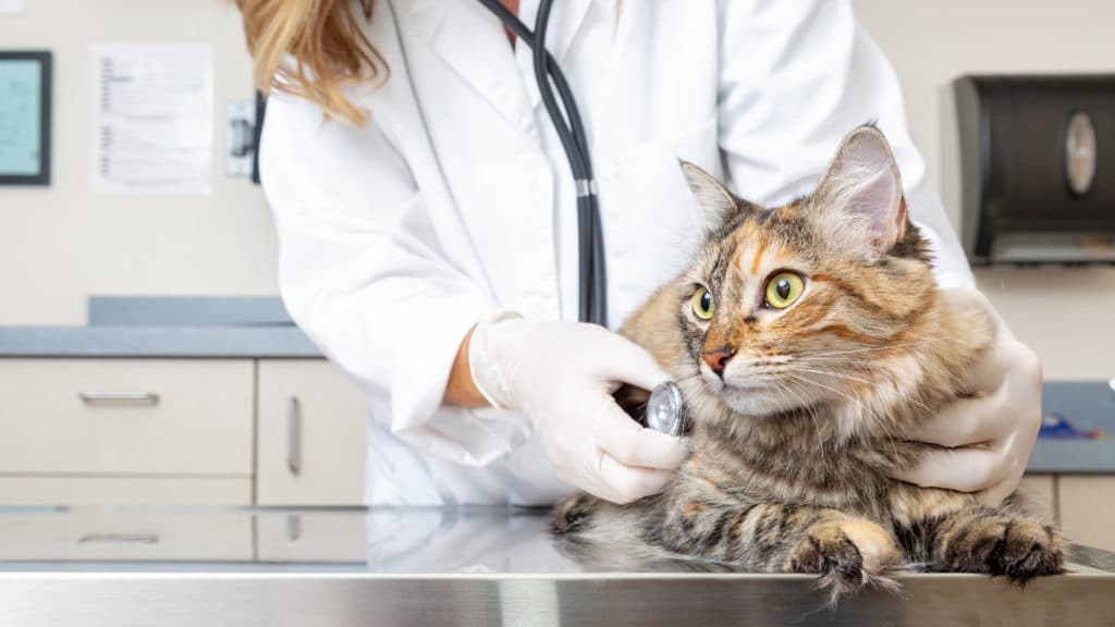 Un chat rayé gris avec des yeux verts et jaune est ausculté par une vétérinaire à la peau blanche avec un stéthoscope dans un cabinet de vétérinaire.