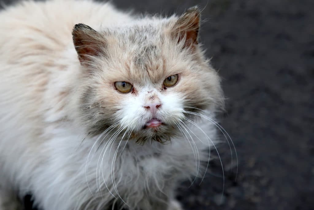 Un chat blanc et beige sur fond noir qui est sale et fait une tete de chat mécontent.
