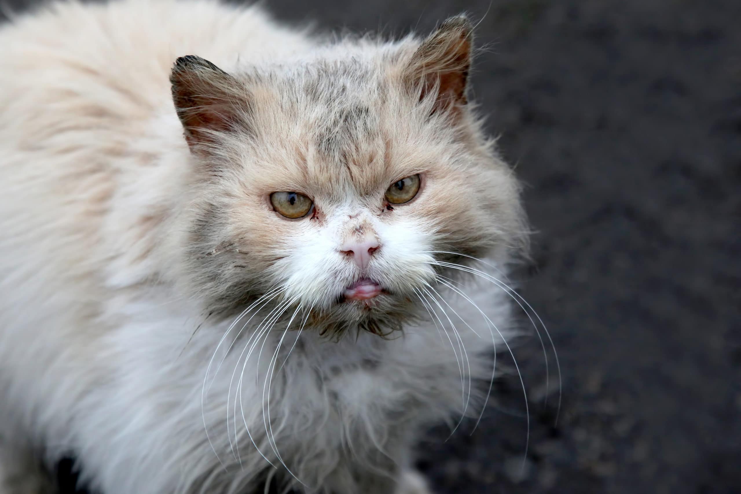 Comment rendre un chat propre ?