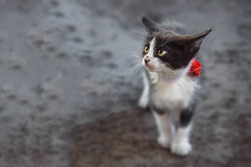 Un mignon petit chat blanc et noir avec un collier et une fleur rouge autour du cou. Le chat a l'air perdu et triste.