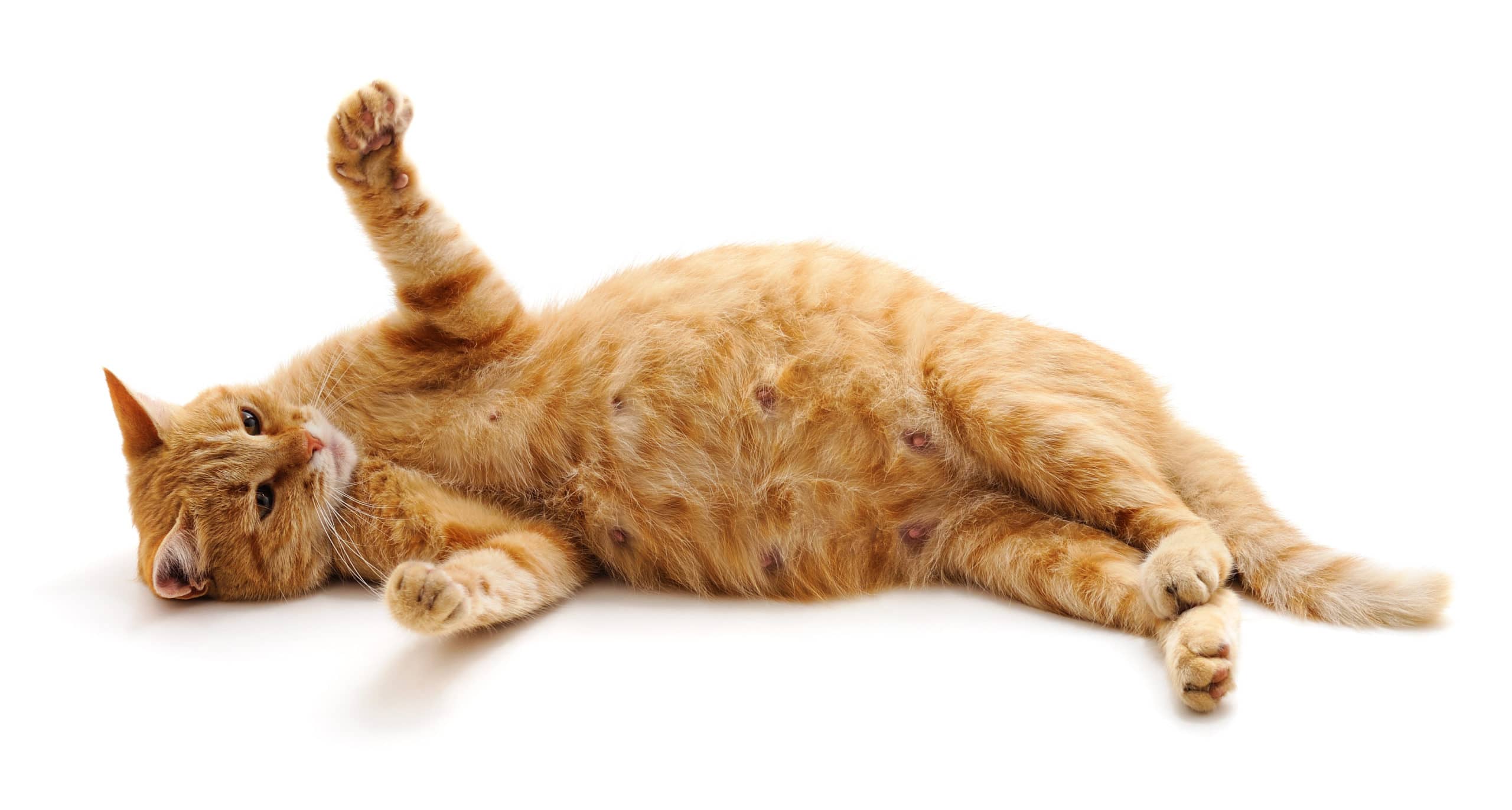 Comment Un Chat Ressent Une Grossesse Comment savoir si ma chatte est enceinte? - Chatounette