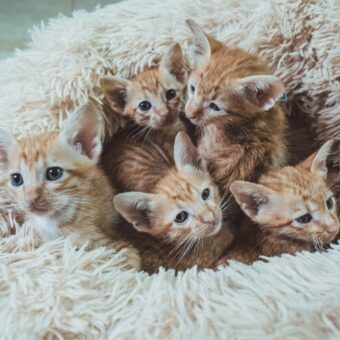 Couchages pour chats