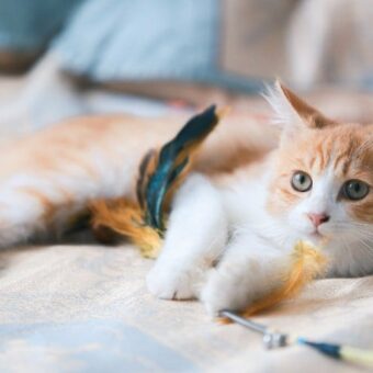 Jeux pour chat