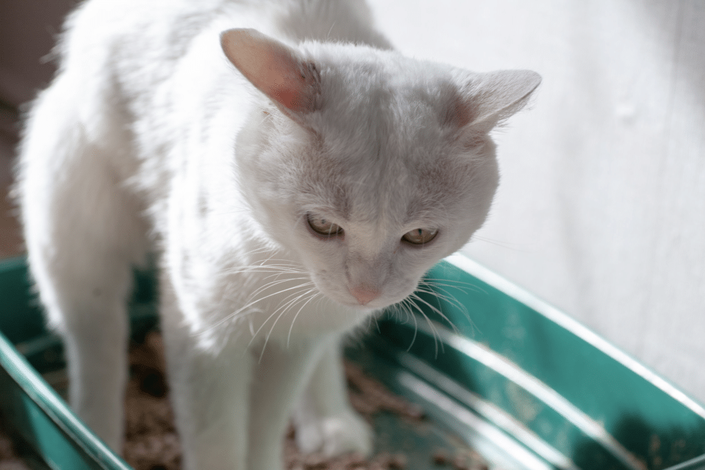 Un chat blanc constipé dans sa litière verte avec un mur blanc dans le fond.