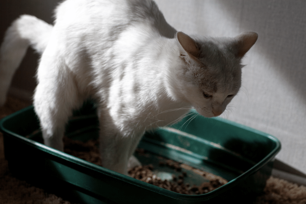 Un chat blanc qui essaie de faire ses besoins dans une litière verte et sale. Il y a un mur blanc dans le fond.