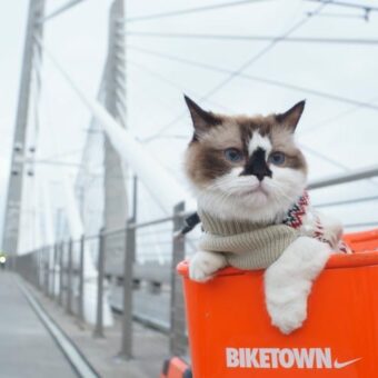 Transport chat