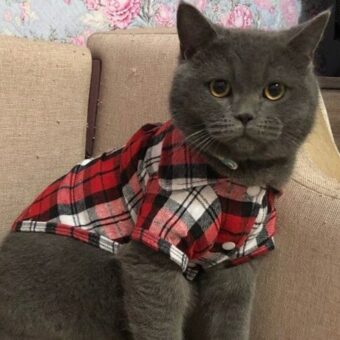 Vêtement pour chat