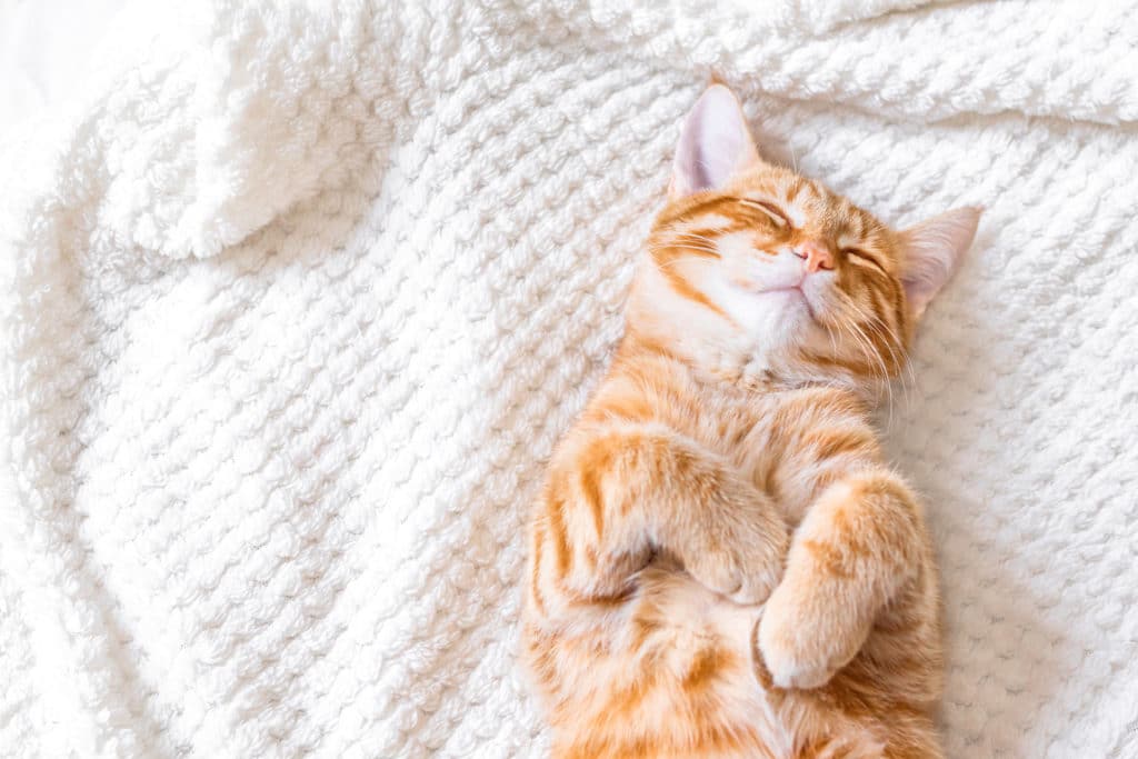 Un chat roux et blanc en train de dormir sur le dos allongé sur une couverture blanche