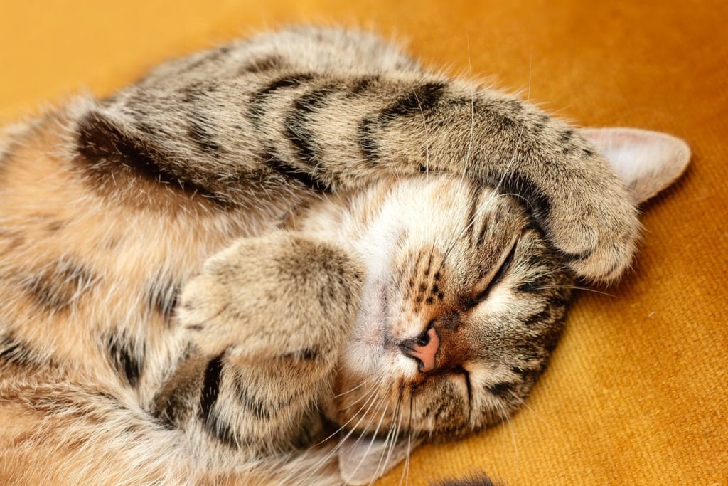 Chat qui dort beaucoup, est-ce grave ? Activités du chat, Confort du chat, Entretien du chat, Santé du chat Un chat rayé gris et blanc qui dort sur une couverture orange en mettant sa patte sur sa tete.