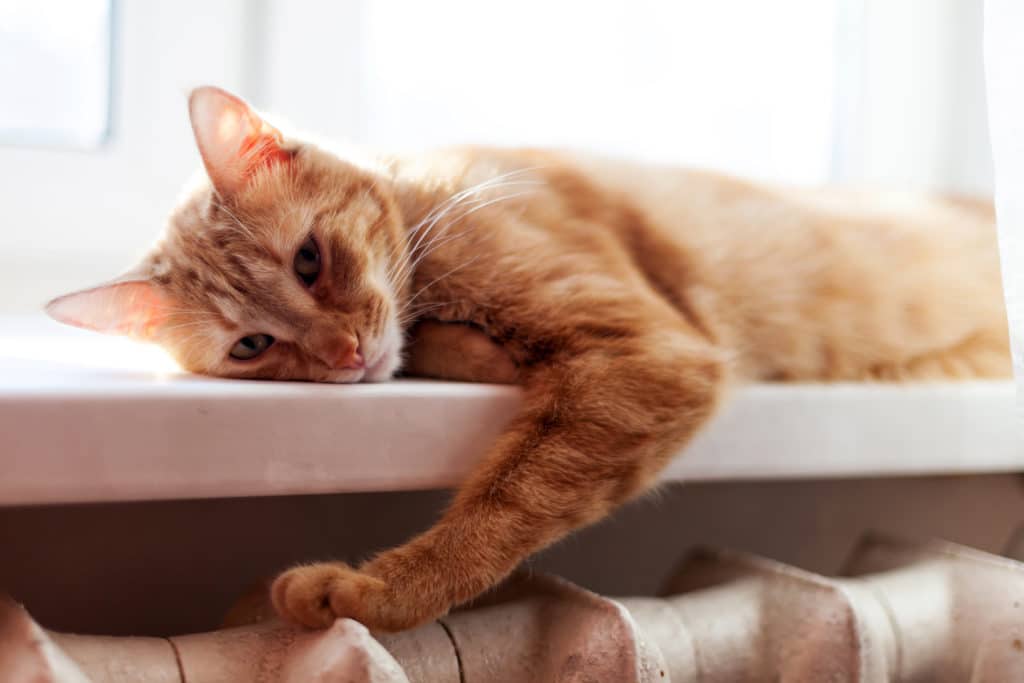 Un chat roux qui s'ennuie allongé sur un rebord de fenêtre. Sa patte est posée sur un radiateur gris.