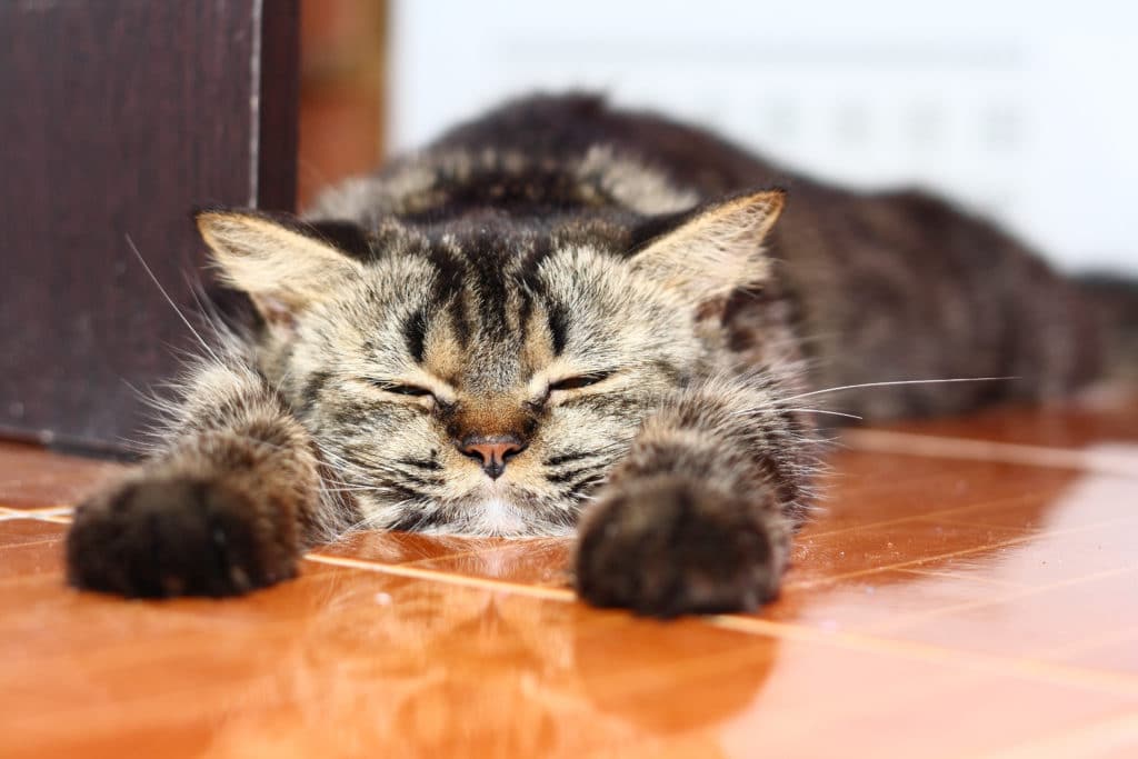 Un chat rayé gris qui dort sur un sol de carrelage marron.
