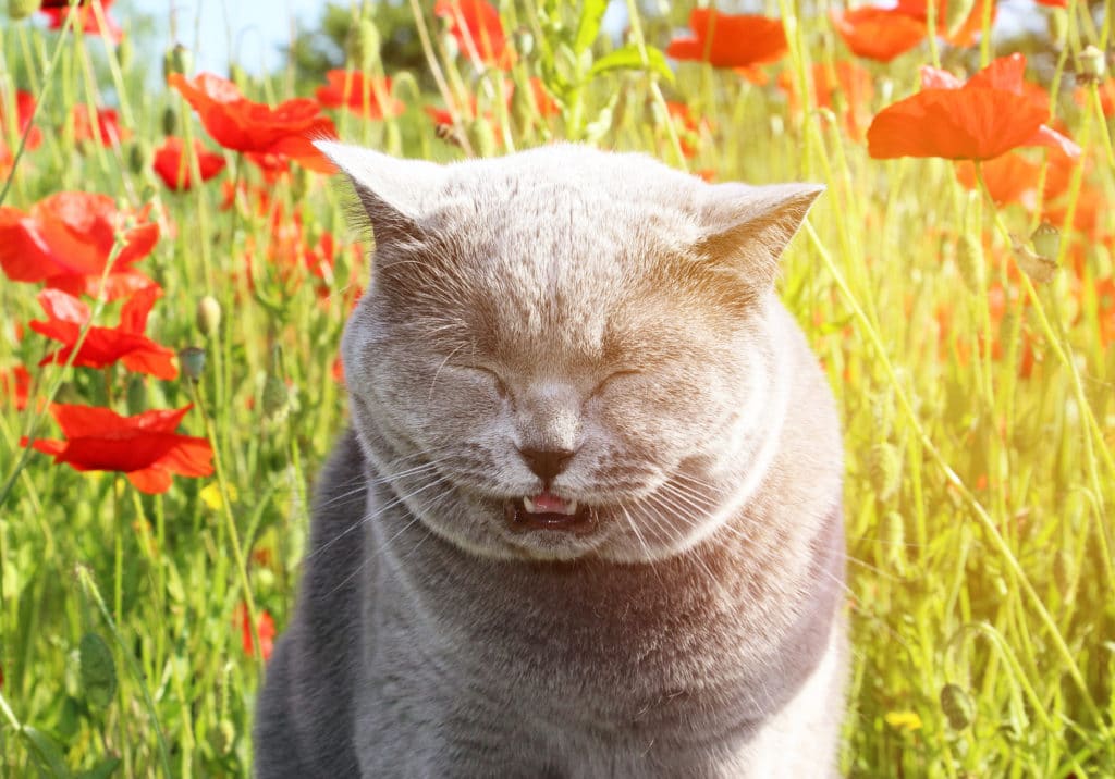 Un chat gris qui a les yeux fermés dans un champ de tulipe rose avec de l'herbe verte