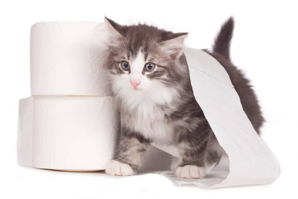 Un petit chat gris et blanc qui joue avec un rouleau de papier toilette déroulé sur un fond blanc