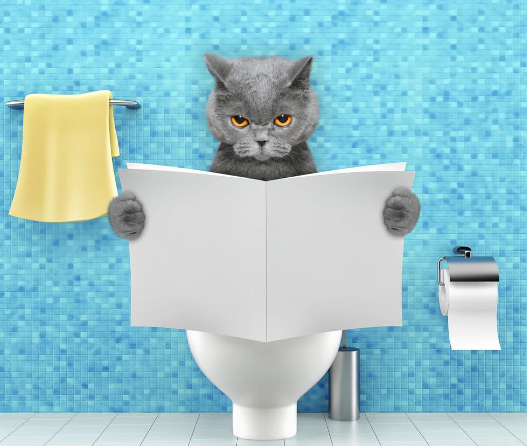 Un chat gris qui est assis sur des toilettes blanche et qui lit un journal. Il y a un mur bleu dans le fond