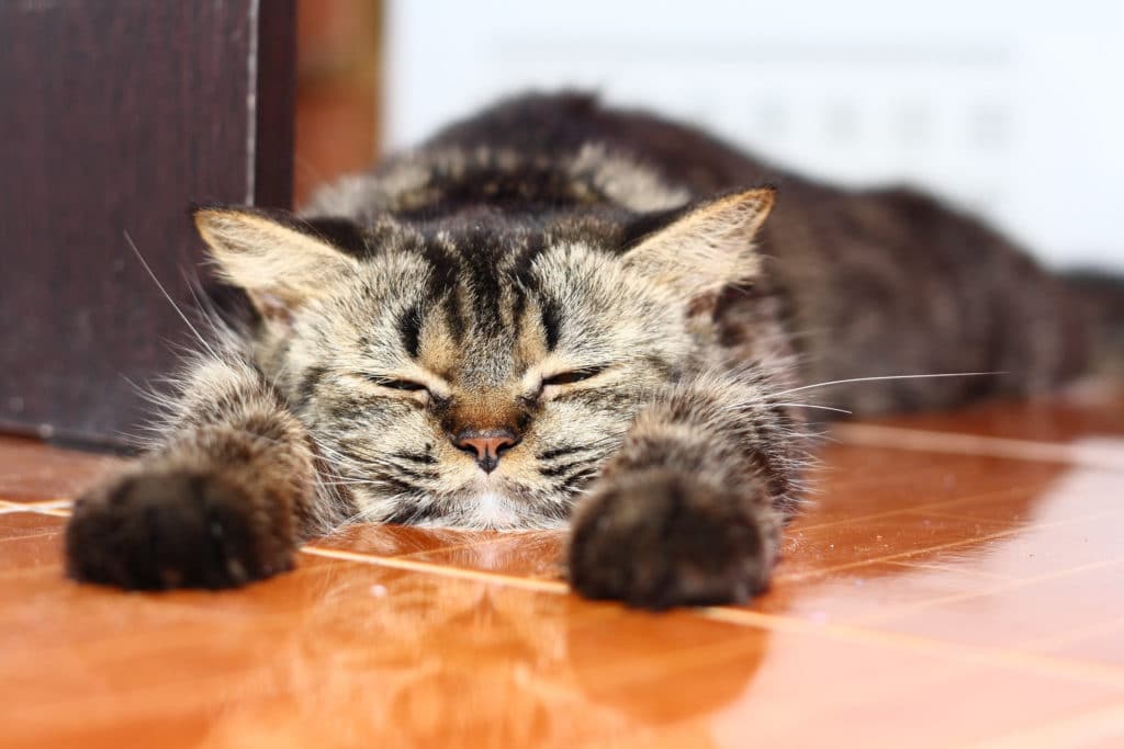 Un chat gris qui dort par terre sur un carrelage marron.