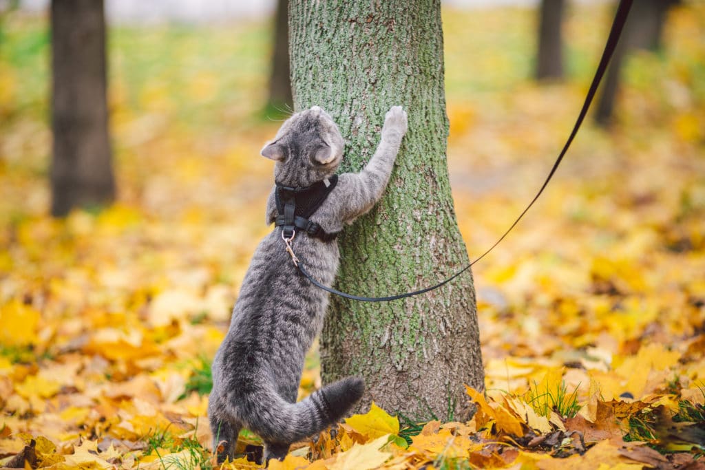Un chat gris qui porte un harnais et se ballade dans la forêt il fait ses griffes sur un tronc d'arbre