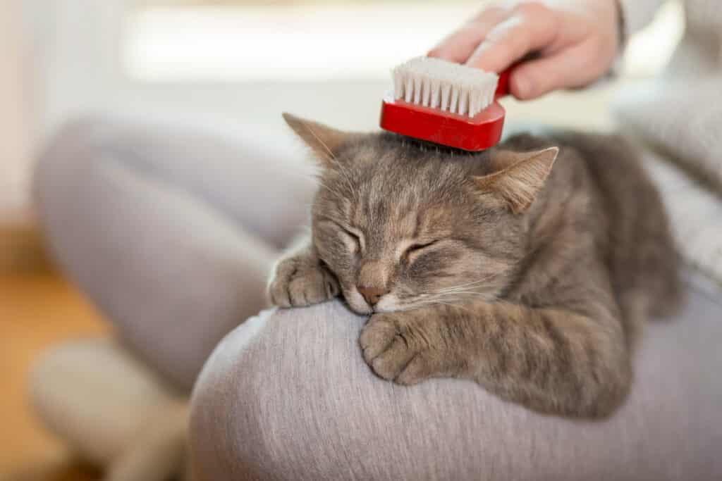 Un chat gris se fait brosser les poils il est couché sur les cuisses de son maître et a les yeux fermés