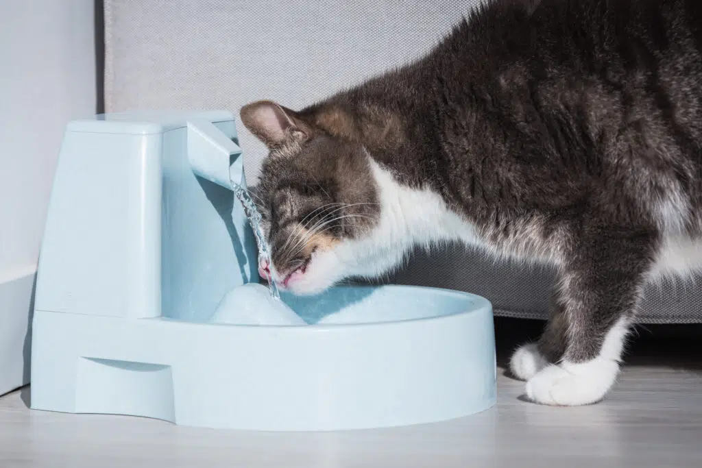 Un chat gris et blanc qui boit de l'eau dans une fontaine à eau pour chat bleu