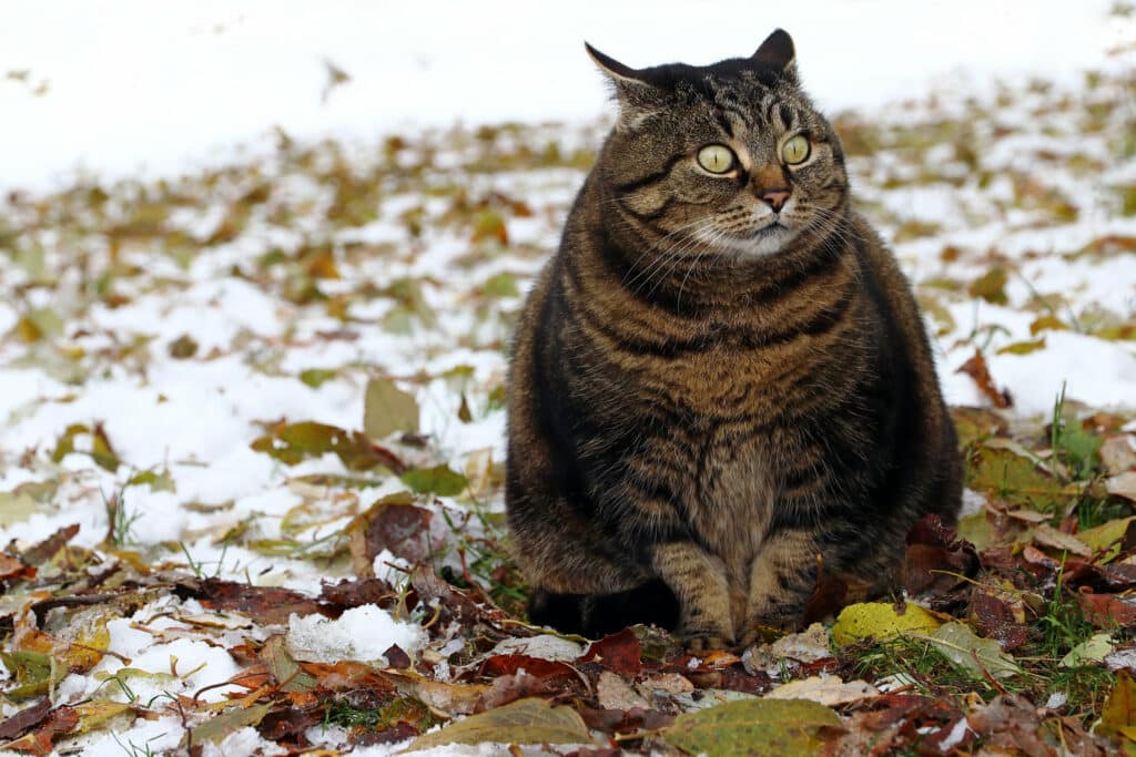Un chat gris obèse qui fait des grands yeux dehors dans la neige.