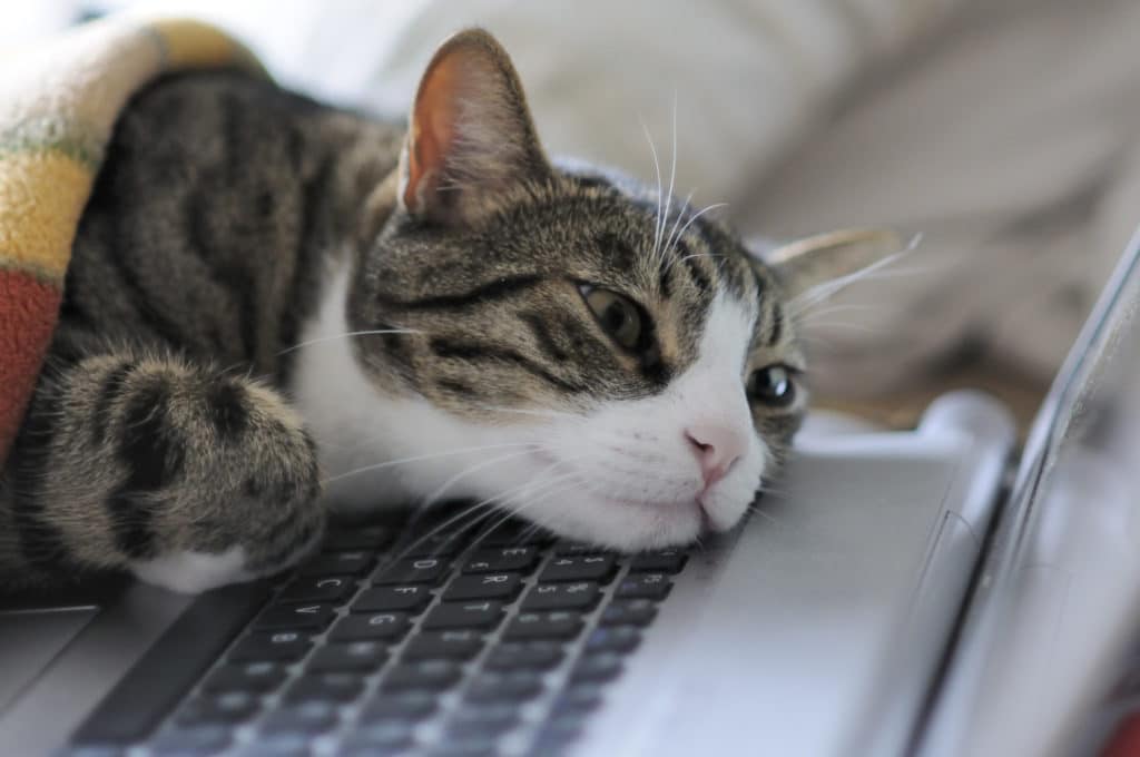 Un chat gris et blanc qui est couché sur le clavier d'un ordinateur portable