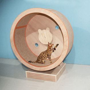 Un chat du Bengal dans une roue pour chat marron avec un grattoir
