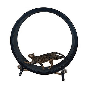 Un chat du Bengal dans une roue pour chat bleu foncé avec des roulettes