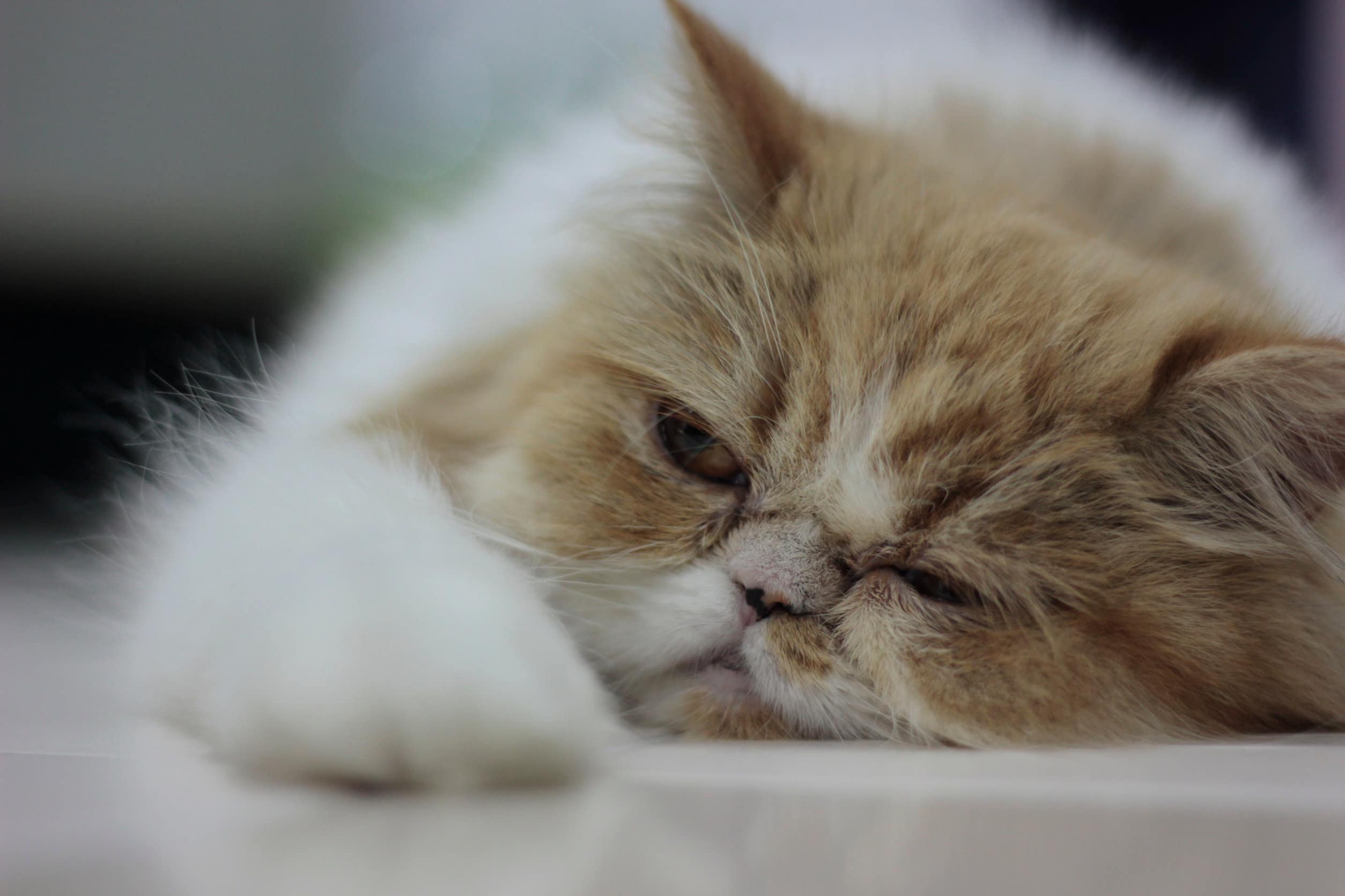Un chat roux et blanc qui est couché par terre il s'ennuie et a un oeil fermé