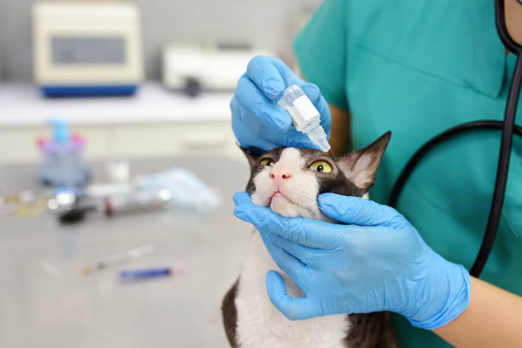 Un chat noir et blanc qui se fait soigner les yeux avec des gouttes par un vétérinaire en blouse verte