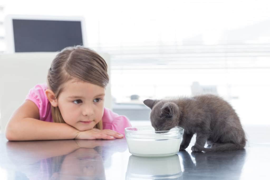 Une petite fille au t shirt rose est assis à une table blanche ou un petit chaton gris et noir boit du lait dans un bol transparent